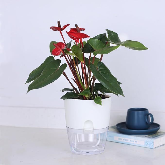 6 Inch Self Watering Plastic Plant Pots - Image 6