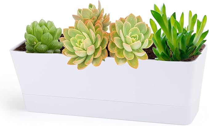GREANER Herb Planter with Tray, 1 Pack 12x3.8 Inch Rectangle Window Box by GREANER