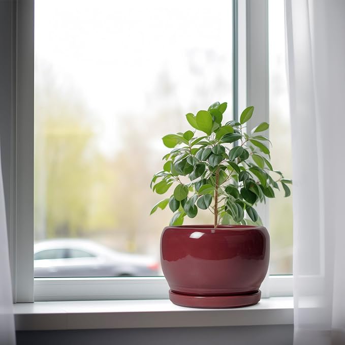 SQOWL Ceramic Planter - Image 4
