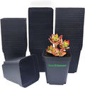 Square Nursery pots 4 Inches 60Pcs, Seedling Plastic Seeds propogation Growing by RooTrimmer