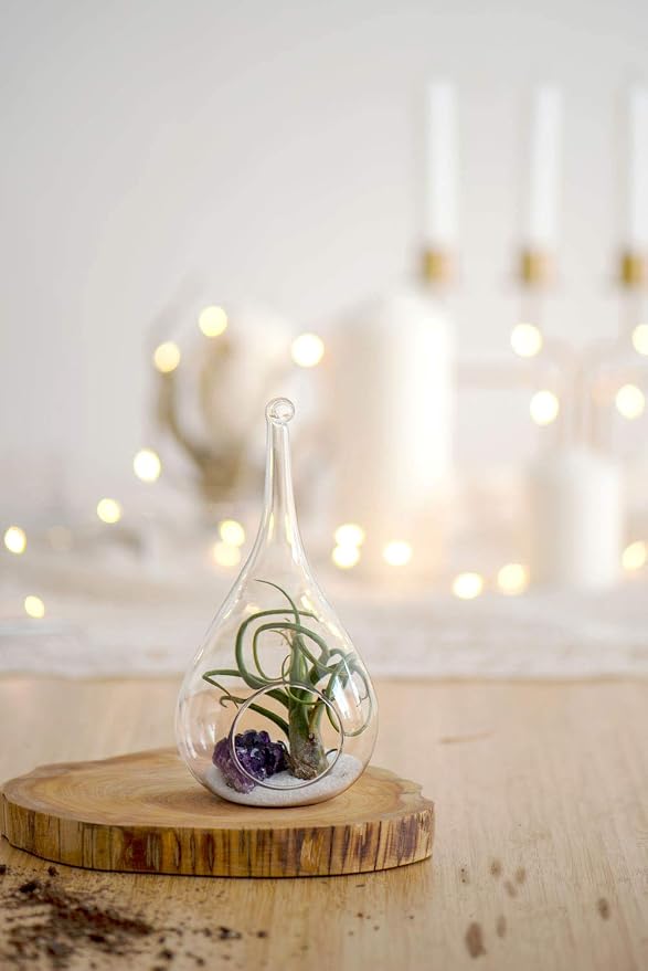 Mkono 3 Pack Glass Hanging Planter Air Fern Holder Terrarium Plants Hanger Vase - Image 4