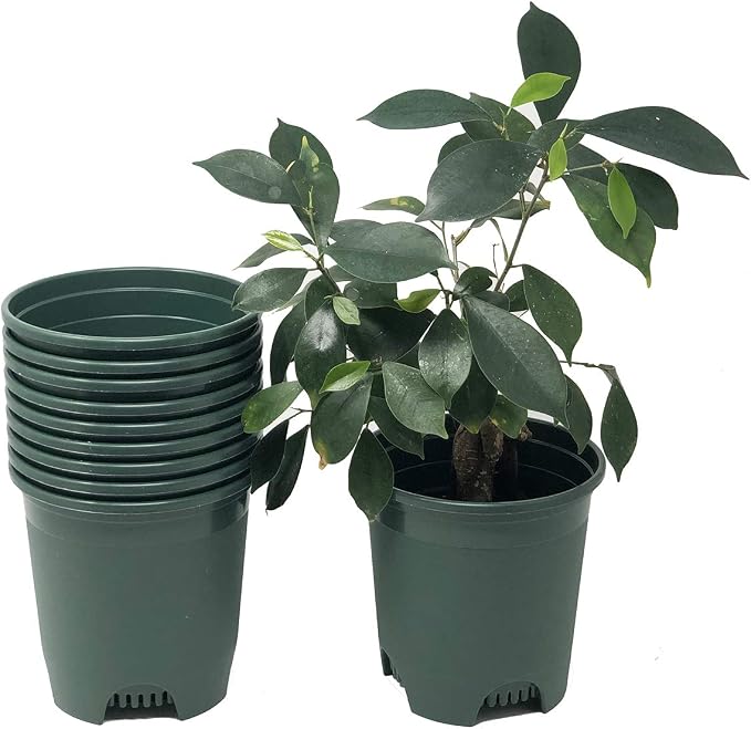 5.5 Inch Gardening Flower Pots 10-Pack Green Pot Liners 0.5 Gallon Nursery Pot by CottaPlanters