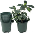 30-Pack Wholesale Nursery Pot in Bulk 5.5 Inch 0.5 Gallon Plastic Planters by CottaPlanters