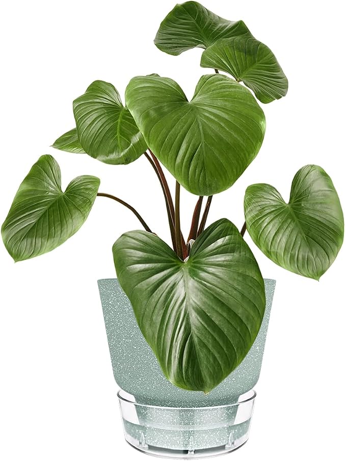 Green Self Watering Plant Pots - Image 2
