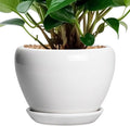 Ceramic Pot for Plants by Ceramicfor