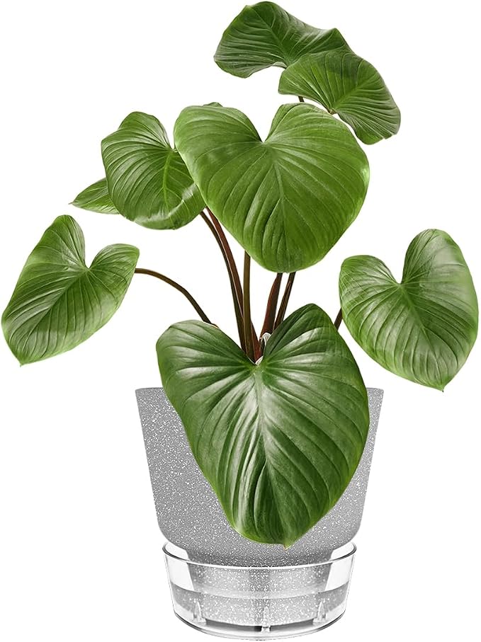 Plant Pots - 6" Orchid Pot, 5 Pack Orchid Pots - Self Watering Pots - Image 6
