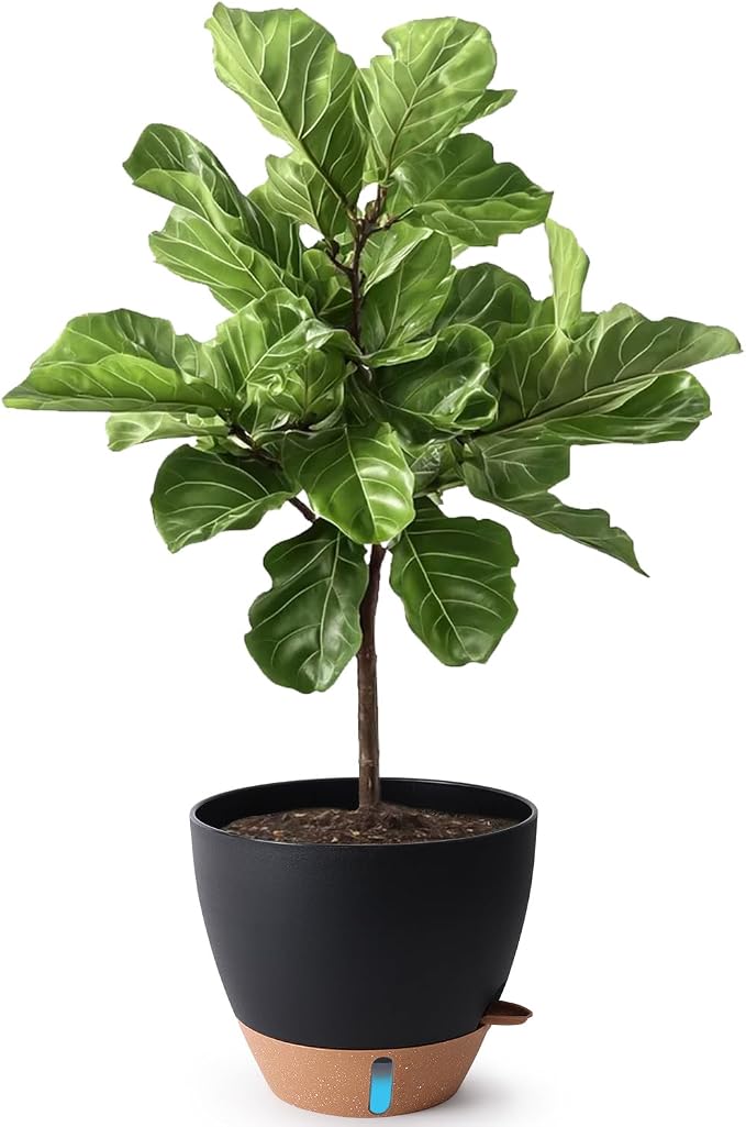 T4U 12 Inch Self Watering Pot by T4U
