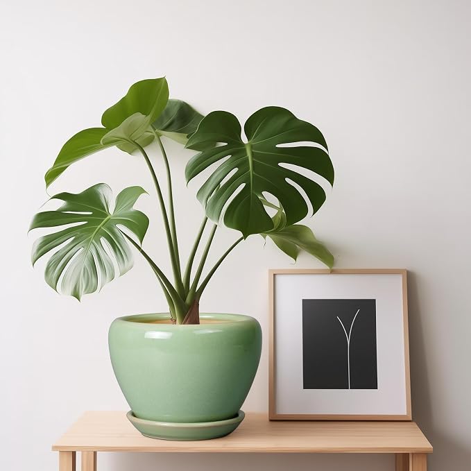 6 Inch Plant Pot - Image 8