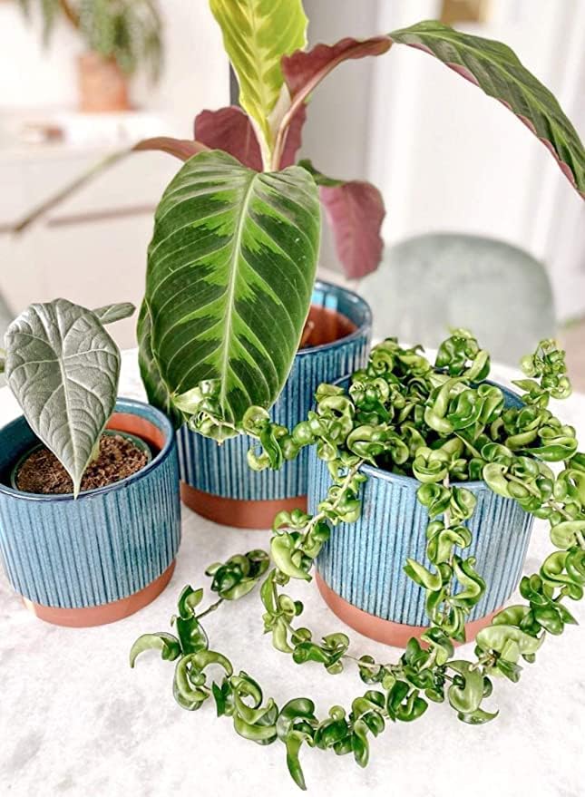 LE TAUCI Ceramic Pots for Plants, 8+6.7+5.5 Inch Plant Pots Indoor, Flower Pot - Image 8