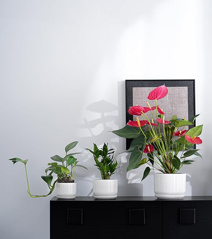 Ton Sin Plant Pots, 4.1+5.1+6.5 inch, Ceramic Planters - Image 6