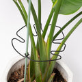 5PCS Monstera Plant Stem Support -7.3*6.25IN Adjustable Metal Stake by Yohsnor