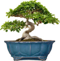 Bonsai Pots - 13.2 Inch Oval Ceramic Pots by Teagas