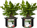 2-Pack 30 Gallon Plant Grow Bags, Thickened Nonwoven Fabric Pots by FVOTNW