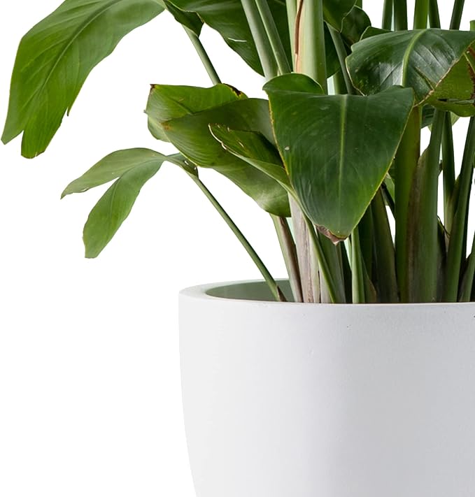Kante 13.4" Dia Round Concrete Planter, Large Outdoor Modern Indoor Decorative - Image 9