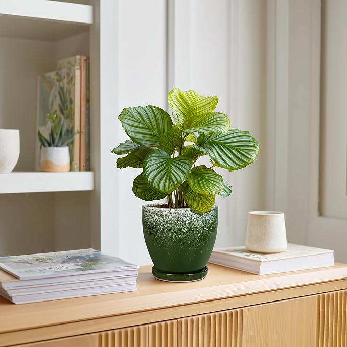 6 Inch Plant Pot - Image 3