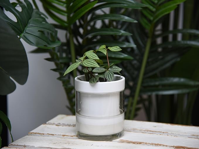 Phoenix Vine 4 Inch Self Watering Planter - Image 5
