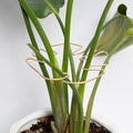 Monstera Stem Support by Yohsnor