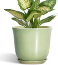 5.6 Inch Plant Pot by SUNPOTFOR