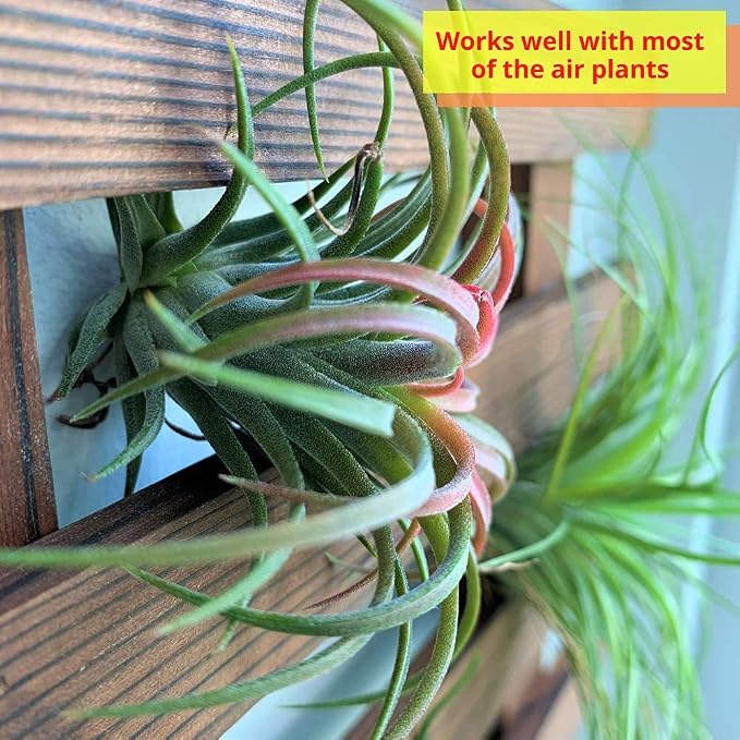 ShopLaLa Wall Planter – Wooden Air Plant Succulent Holder Hanger Indoor Outdoor - Image 3