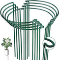 8 Pack Half Round Snake Plant Support Stakes Sets by WooWellGoGoGoProducts