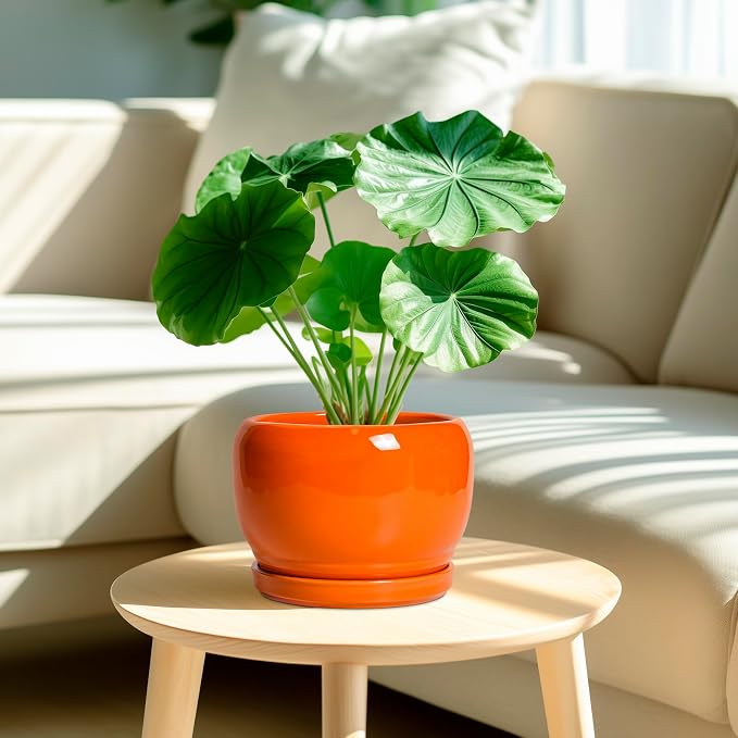 SQOWL Ceramic Pot for Plants - Image 2
