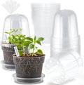 BTPLASTIK 6 Inch Clear Nursery Pots by BTPLASTIK