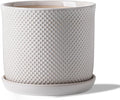8 Inch Plant Pot: Ceramic Planter by Chubacoo