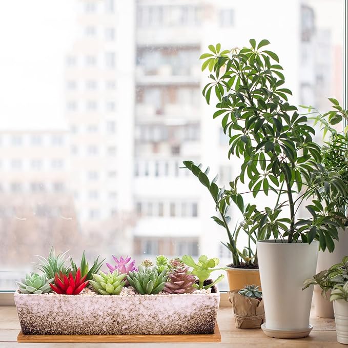 Succulent Pots - Large Succulent Planter Pots - Image 6
