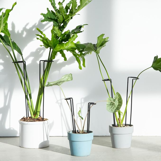 10 Pack Indoor Plant Support for Monstera Trellis Stakes and Stem Holder - Image 4