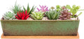 Succulent Pots - Large Succulent Planter Pots by ARTKETTY