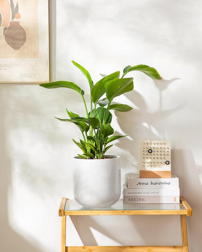 vancasso 8 Inch Ceramic Plant Pots, Planters - Image 8