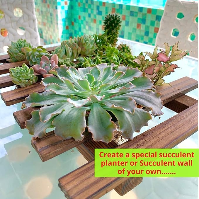 ShopLaLa Wall Planter – Wooden Air Plant Succulent Holder Hanger Indoor Outdoor - Image 4