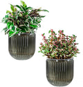 Melphoe Self Watering Pots for Indoor Plants Planter, 5.3 Inch 2 Pack Planters by Melphoe