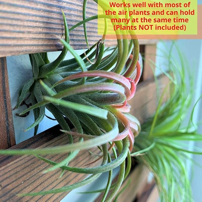 ShopLaLa Wall Planter - Image 3