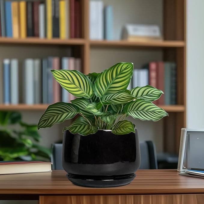 G EPGardening Ceramic Planter 7 Inch - Image 8