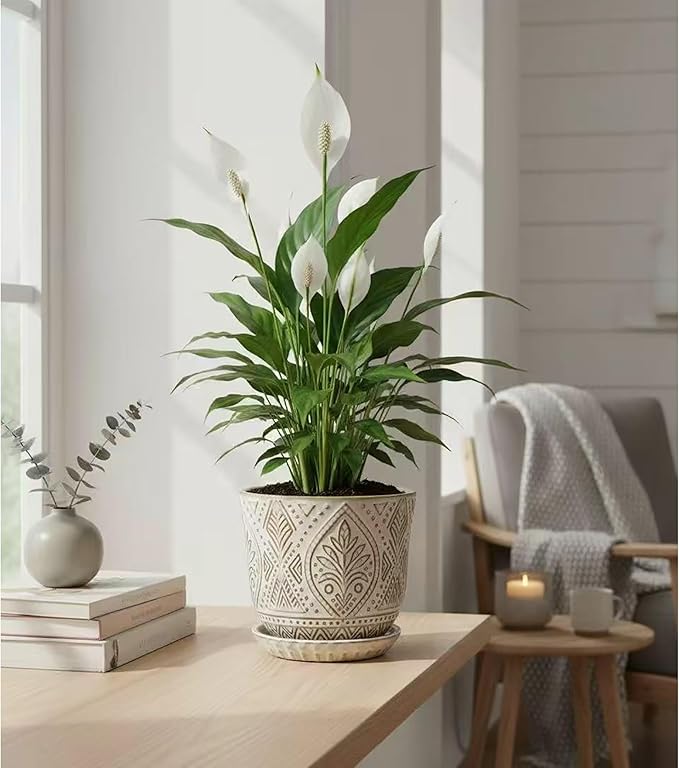 Gepege 6 Inch Ceramic Planter, Birthday - Image 6