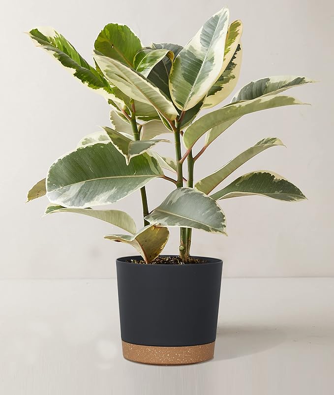 kubvici Plant Pots for Indoor Plants, 2 Pack 8 Inch Plastic Flower Pot Planters - Image 6