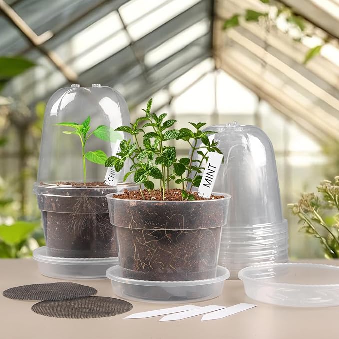 BTPLASTIK 6 Inch Clear Nursery Pots - Image 6