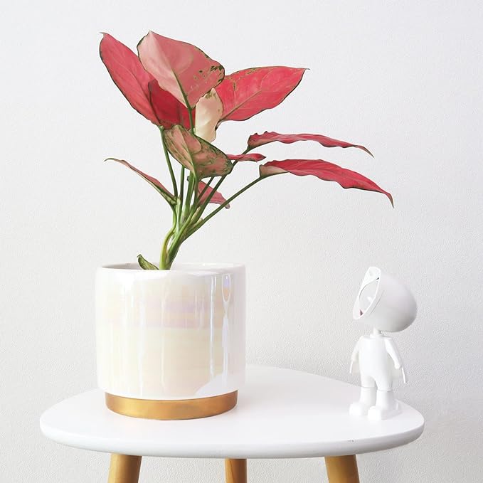 Gepege White Indoor Plant Pots for Plants, Ceramic Planter - Image 8