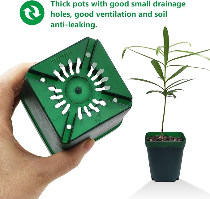 Square Nursery Succulent Pots 4 Inches 60 Pcs Deep Flower Plant Nursery - Image 5