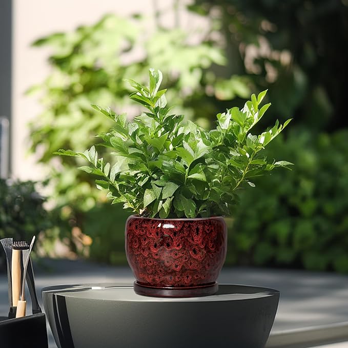 SQOWL Ceramic Pot for Plants - Image 4