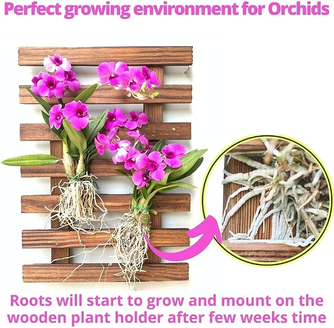 ShopLaLa Wall Planter – Wooden Air Plant Succulent Holder Hanger Indoor Outdoor - Image 5