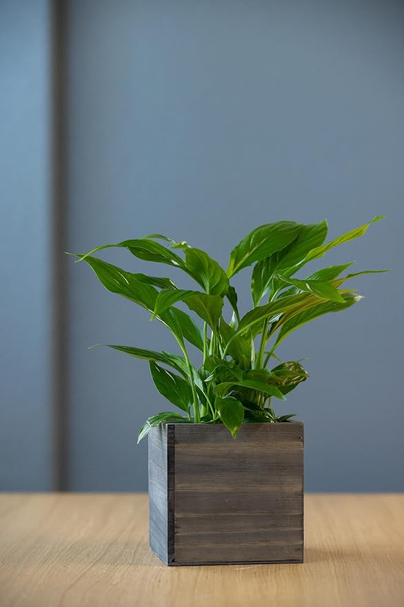 Wooden Planter Box, Rustic Barn Wood - Image 5