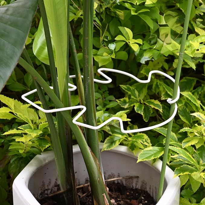 5PCS Monstera Plant Stem Support White 9 * 7.6in - Image 7