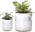 Phoenix Vine 6 Inch 4 Inch Self Watering Planter by Phoenix+Vine