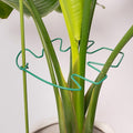 5PCS Green Monstera Plant Stem Support by Yohsnor