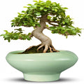 Ceramic Bonsai Pots by Teagas