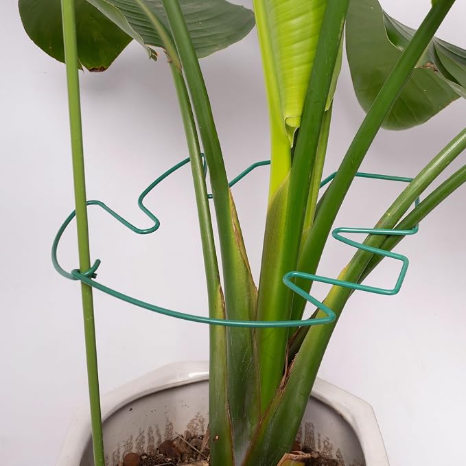5PCS Monstera Plant Support Stem 9 x 7.6 in- Durable Stabilizer Set - Image 7