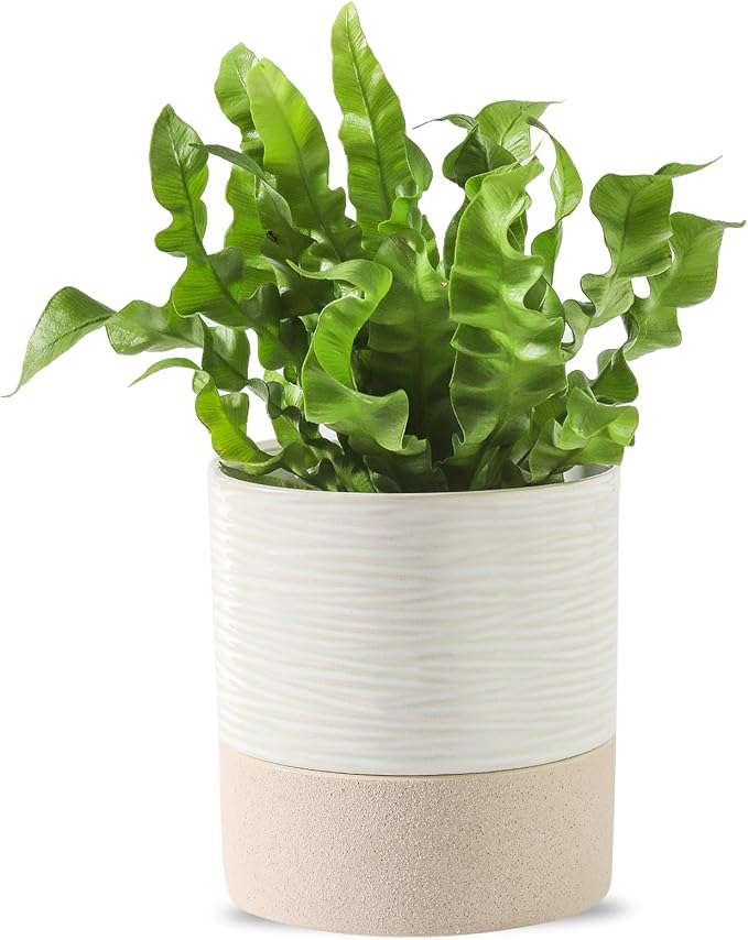 Nihow Self Watering Plant Pot: 4.5 Inch Ceramic Planter by Nihow