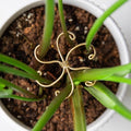 Monstera Plant Stem Support Set by Yohsnor